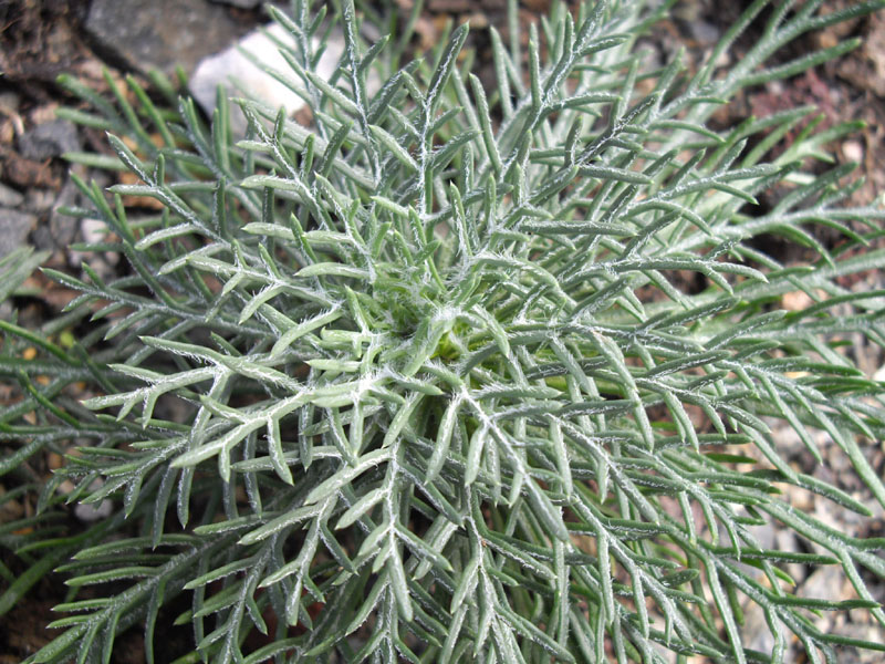 Ipomopsis aggregata photo